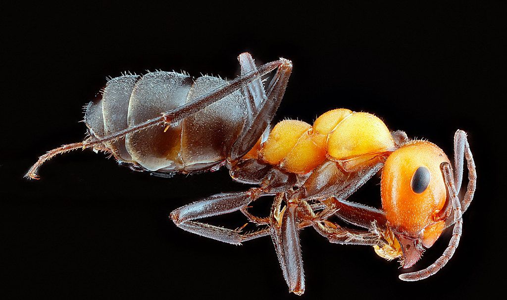 Ant Control service in Medford, OR