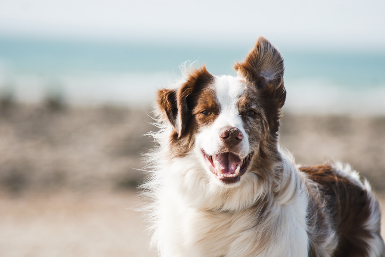 Flea & Tick Control service in Medford, OR