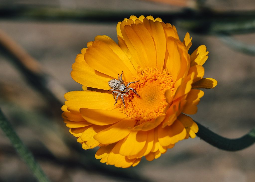 Spider Control service in Medford, OR